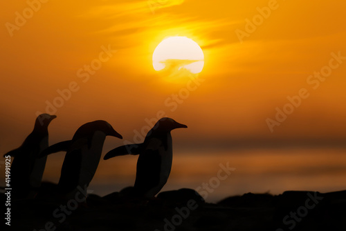 Silhouette of Gentoo penguins at sunset