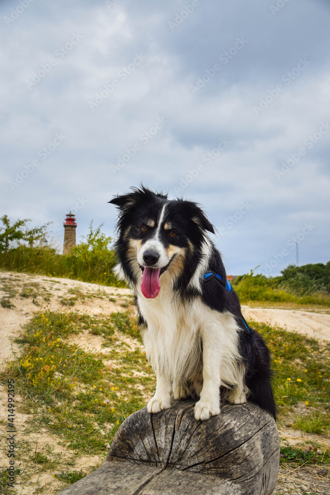 Border collie is sitting on the stump in the nature near to lighthouse, in Germany nature. She is very happy.