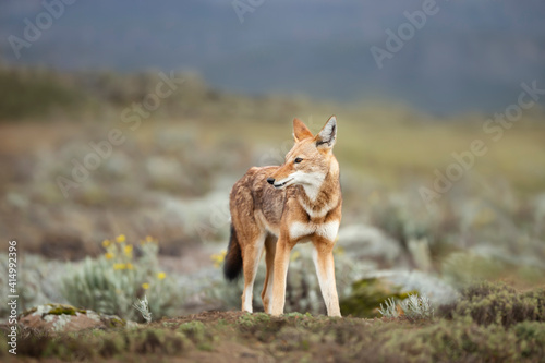 Rare and endangered Ethiopian wolf in the highlands of Bale mountains, Ethiopia. photo