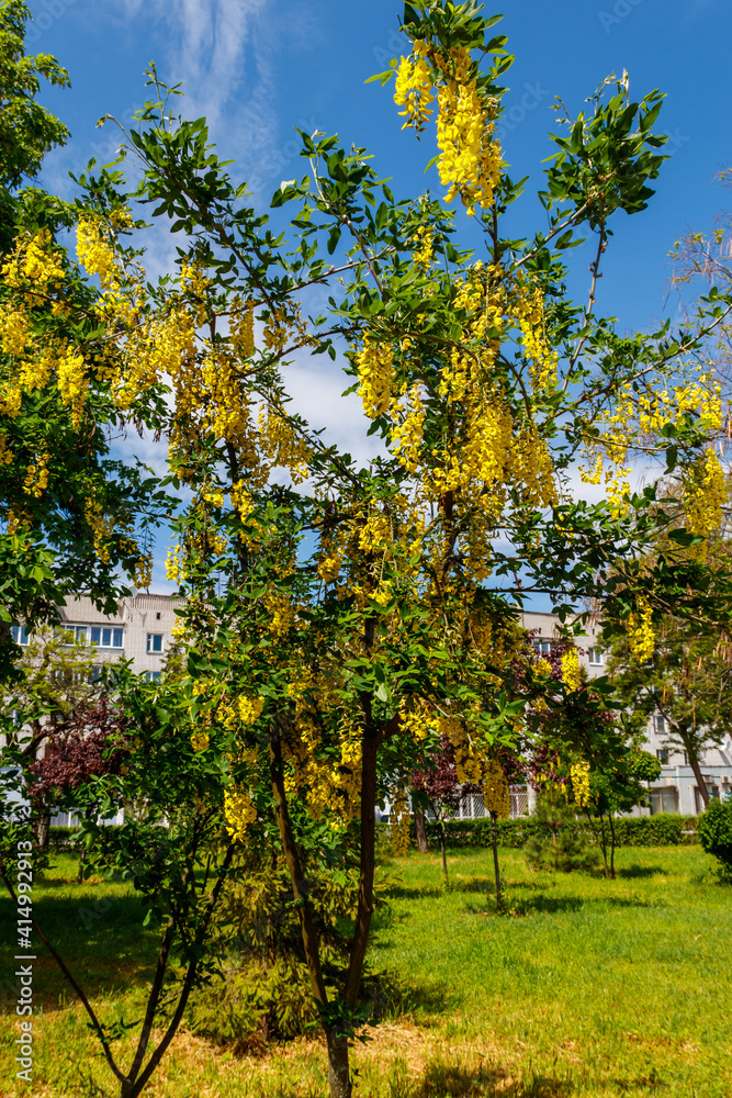 Naklejka premium Blooming yellow acacia tree (Caragana arborescens)