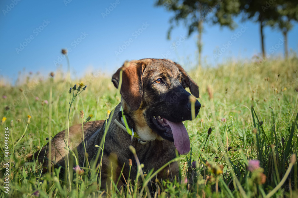 Portrait of german shepherd puppy, who is lying in meadow. He is so happy.