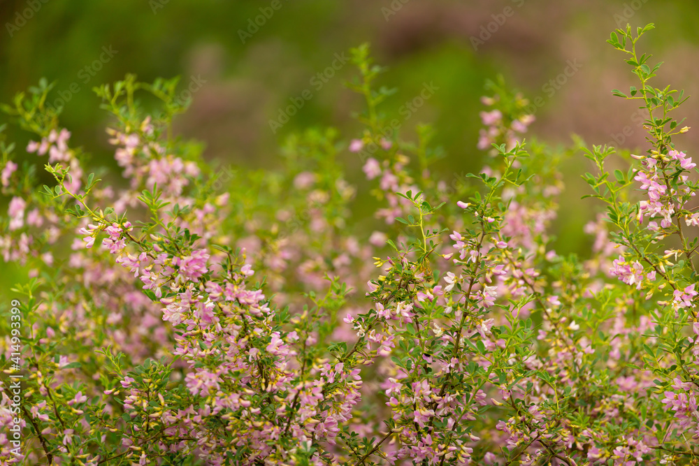 Blooming garden spring flowers. Blooming camel thorn in spring. Medicinal plant, pink flowers. Delicate floral landscape with blurry background and copy space. Blooming garden spring flowers. Blooming camel thorn in spring. Medicinal plant, pink flowers. Delicate floral landscape with blurry background and copy space.