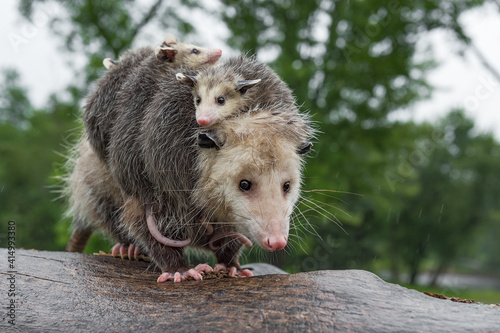 Virginia Opossum (Didelphis virginiana) Stands on Log Piled With Joeys in the Rain Summer