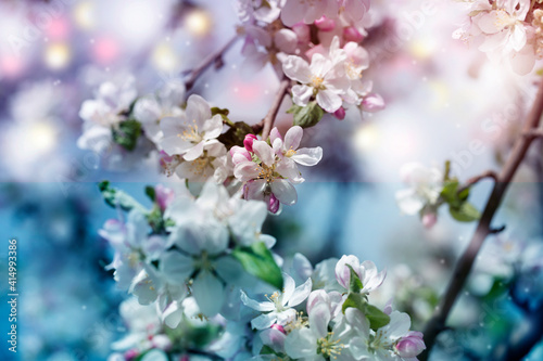 background with spring apple blossom. Blossoming branch in springtime © Kate Pasechnik