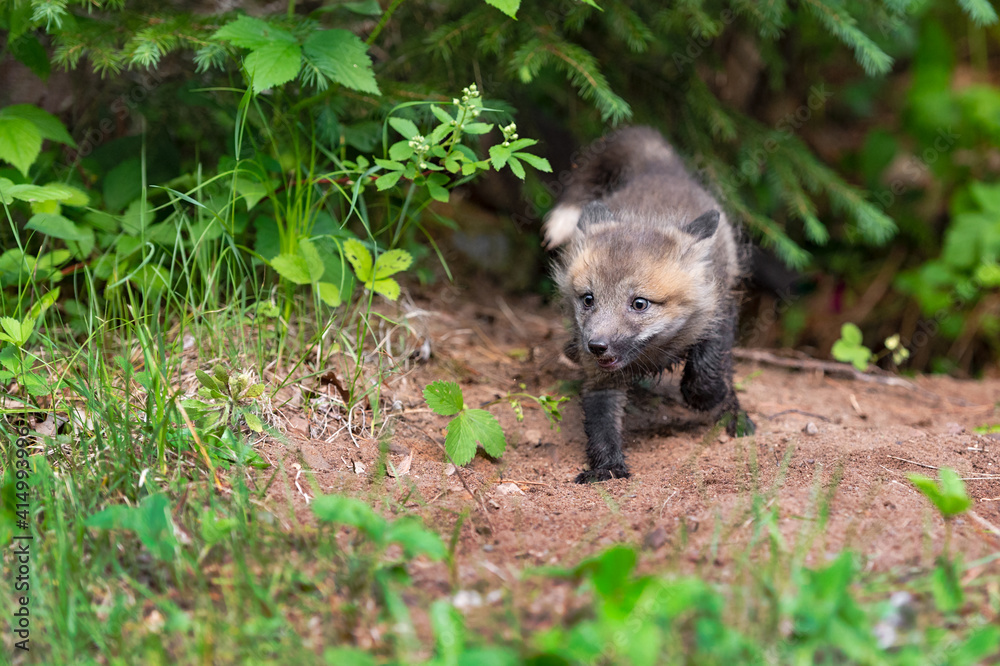 Red Fox (Vulpes vulpes) Kit Runs Forward From Den Summer Red Fox (Vulpes vulpes) Kit Runs Forward From Den Summer