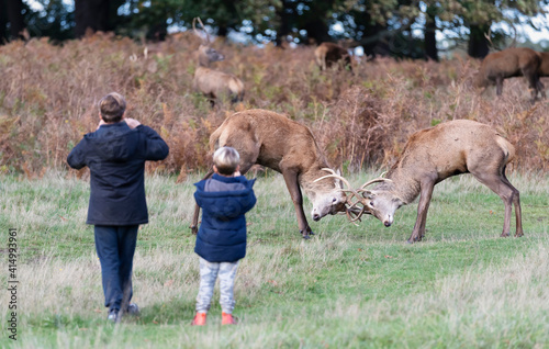 Two young children taking pictures of fighting red deer stags in a park