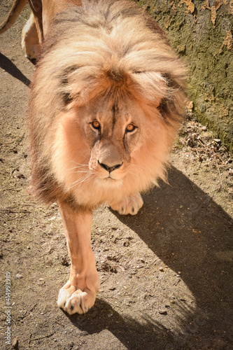 Lion in our zoo in the Czech republic. He is in zoo usti and he is so beautiful one