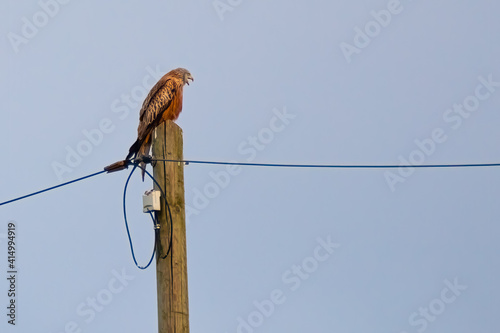 Rotmilan auf einem Strommast photo