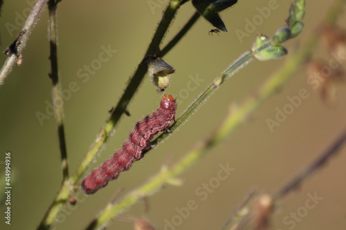 red caterpillar on a branch.