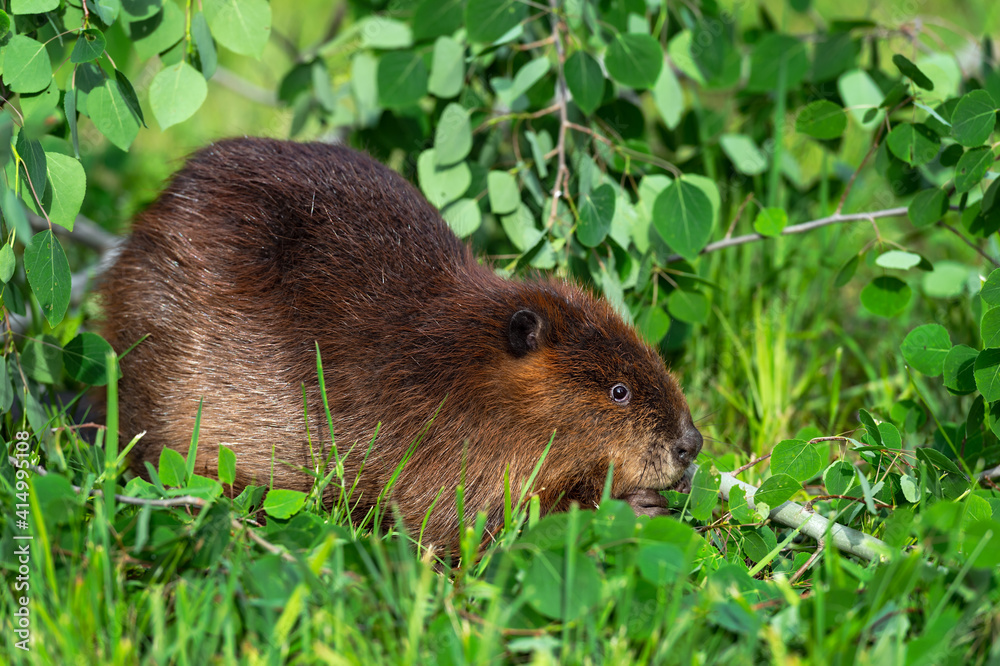 Adult Beaver (Castor canadensis) Sits Next to Branch Munching on Leaves Summer Adult Beaver (Castor canadensis) Sits Next to Branch Munching on Leaves Summer