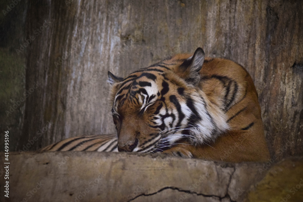An Asia tiger is sleeping in his habitat. He is is cute wild cat. An Asia tiger is sleeping in his habitat. He is is cute wild cat.