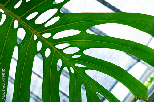 Monstera king deliciosa large leave view from below on a green house. Photo of monstera swiss cheese leaf