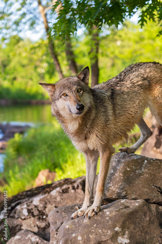 Grey Wolf  Canis lupus  Stands on Riverside Rocks Looking Quizzical Summer