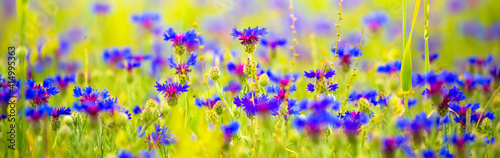 Spring flowers in the meadow. Cornflower field. Blue flowers in the green grass. Tender spring background with copy space and place for text.