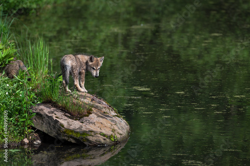 Grey Wolf  Canis lupus  Pup Turns on Rock at Edge of Island Summer