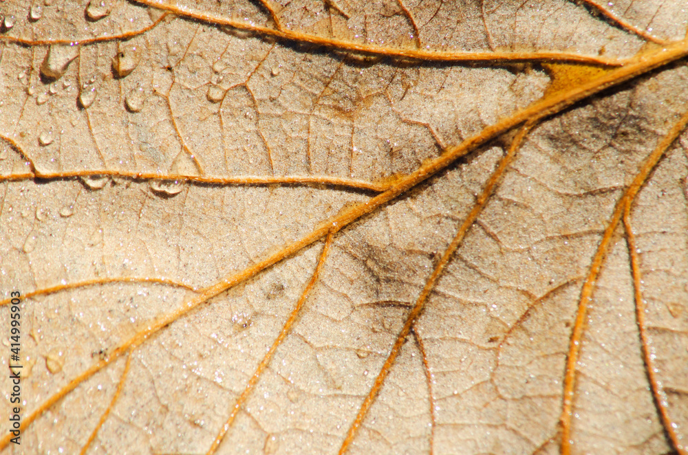 Obraz premium 624-29 Vein Drops