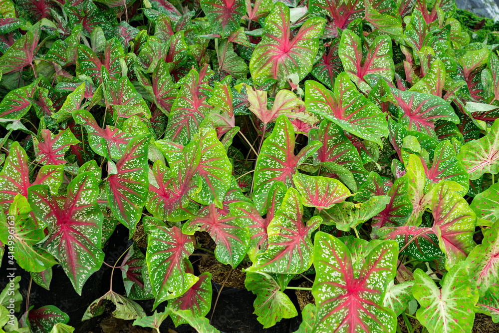 Caladium bicolor rosebud hearts delight variety. Caladium party punch