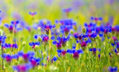 Spring flowers in the meadow. Cornflower field. Blue flowers in the green grass. Tender spring background with copy space and place for text.