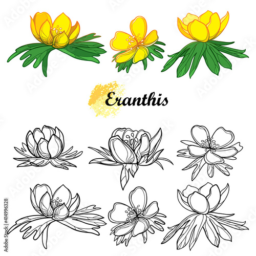 Photos Set of outline Eranthis or winter aconite flower in black and yellow isolated on white background