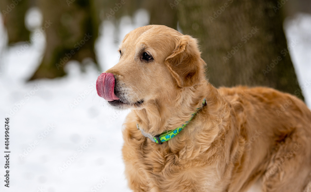 Obraz premium Golden retriever dog playing outside