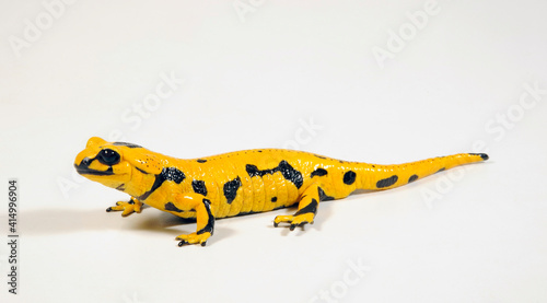 gelber Feuersalamander // high yellow Fire salamander (Salamandra salamandra) photo