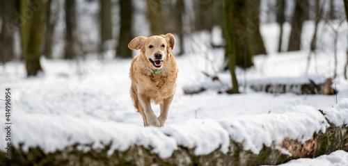 Golden retriever dog playing outside