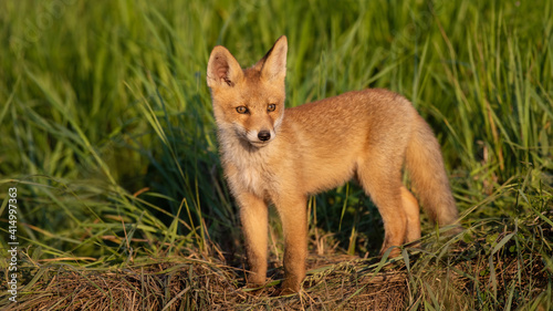 Cute young fox cub. Vulpes vulpes