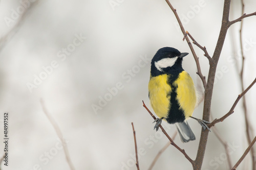 Great tit Parus major sits on a tree branch in a winter forest © Tatiana