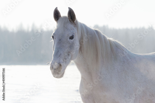 Grey flea-bitten half-arabian mare in the winter field full of snow in cold sunny weather. Animal portrait.