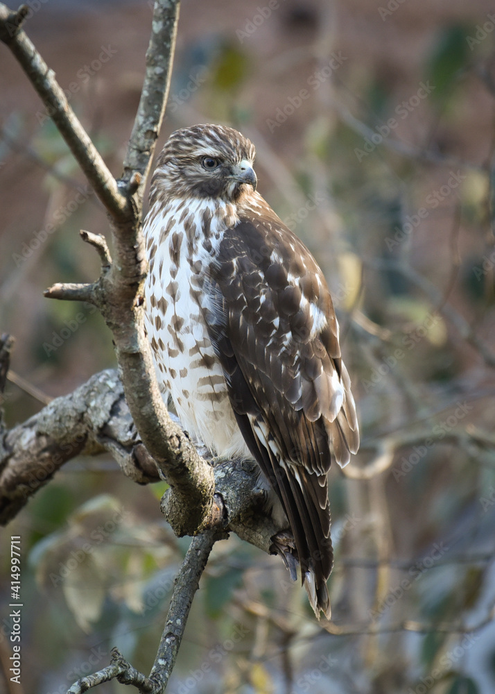 Juvenile red-shouldered hawk Juvenile red-shouldered hawk