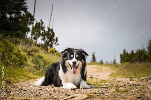 Portrait of border collie is lying on the road in czech mountain Krkonose. He is so funny © doda