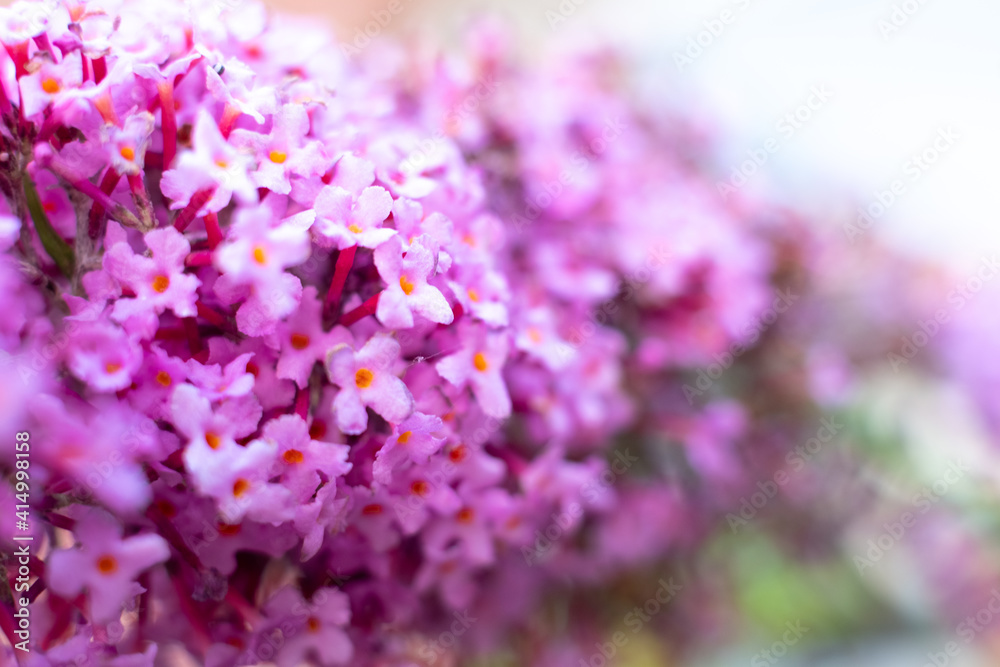 Pink Bougainvillea, blooming in summer.local flowers. High quality photo Pink Bougainvillea, blooming in summer.local flowers. High quality photo