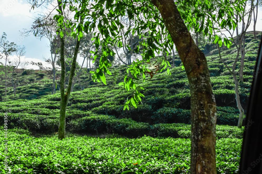 Fototapeta premium tree in tea garden