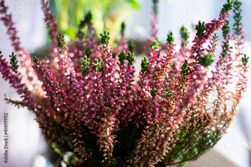 Heather flowers common known as Callluna Vulgarus is growing in the pot at home on windowsill. photo
