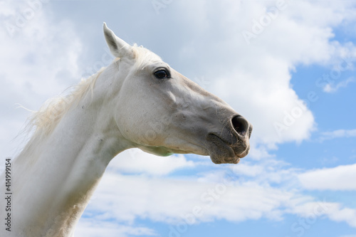 White horse close up portrait on blue sky and fluffy white clouds background. Horse is looking into the distance. Symbol of strong will, dream and freedom. © Sunny_Smile