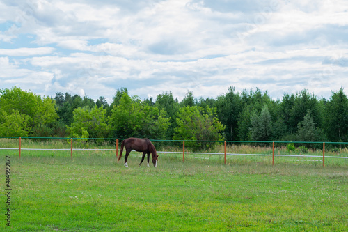 Bay horse is grazing in the paddock and eating grass in ranch surrounded by forest. Summertime field.