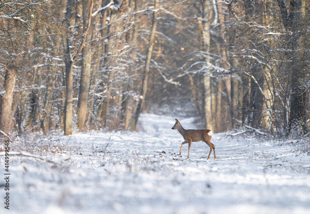 Roe deer in a snowy forest