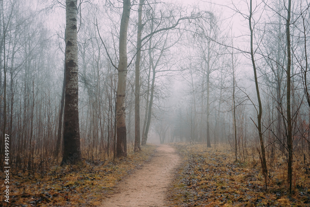 Autumn forest fog scenery pines abandoned in Belarus Minsk