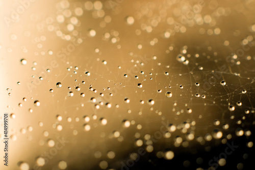 Yellow toned natural background with spiderweb. Golden colored waterdrops shining on lighr. Blurred backdrop with bokeh effect, macro photo