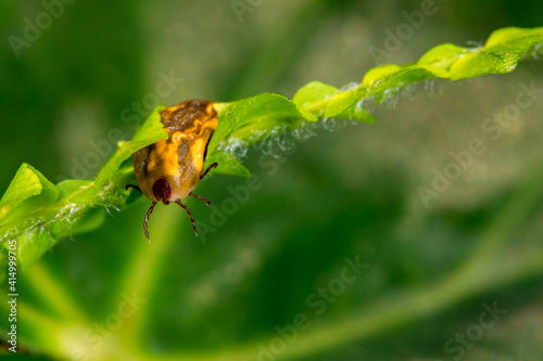 Mite insect sitting on a green plant, waiting for its prey. Tick-borne encephalitis epidemic. Season ticks in park areas and forests. Background from plants with copy space for text, long banner.