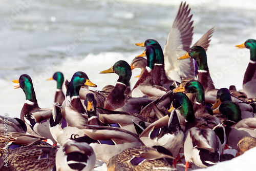 Flock of mallard duck on the bank river photo