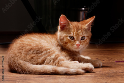  Ginger Kitten