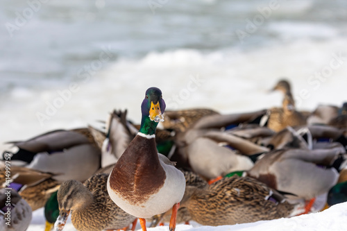 Flock of mallard duck on the bank river