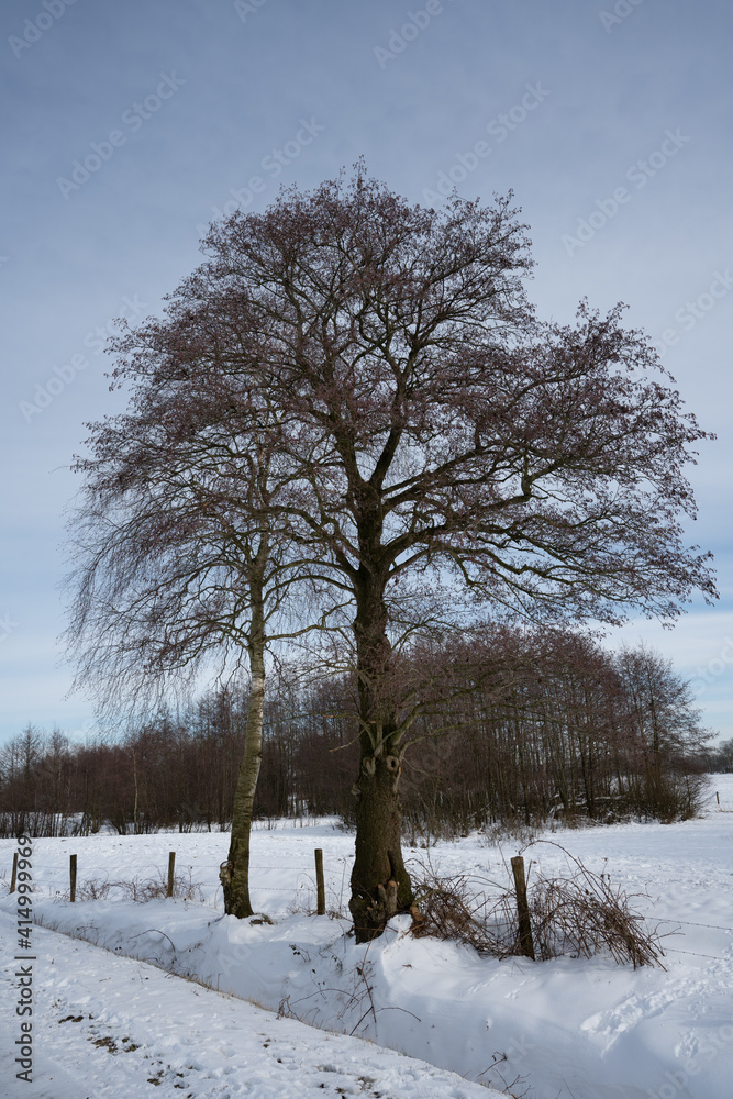 custom made wallpaper toronto digitalEerbeekse Hooilanden covered in snow in The Netherlands near Eerbeek