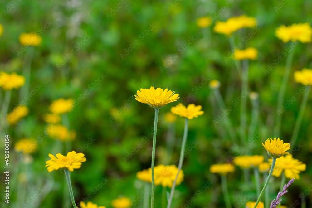 Fototapeta premium Countryside field with lot of yellow anthemis tinctoria flowers also called as dog-fennel or mayweed.Close up view.