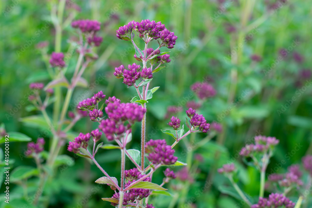 Marjoram or oregano herb is growing on the field or garden. Blooming plant with tiny violet flowers with green leaves. Food ingredient and seasoning Marjoram or oregano herb is growing on the field or garden. Blooming plant with tiny violet flowers with green leaves. Food ingredient and seasoning