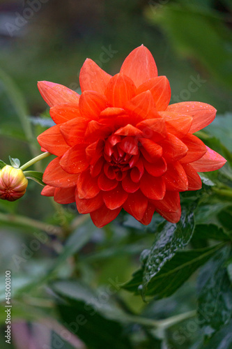 Beautiful flowers of red dahlias in the summer garden.