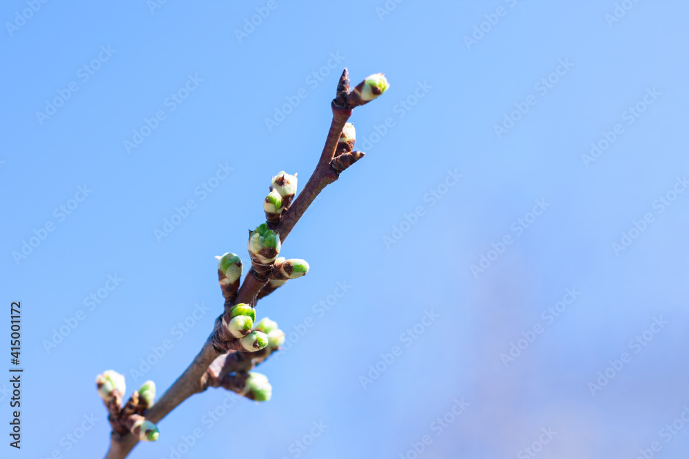 Thin twig of cherry bush in fruit farm. Small leaves in burgeons are growing on thin cherry twig Thin twig of cherry bush in fruit farm. Small leaves in burgeons are growing on thin cherry twig