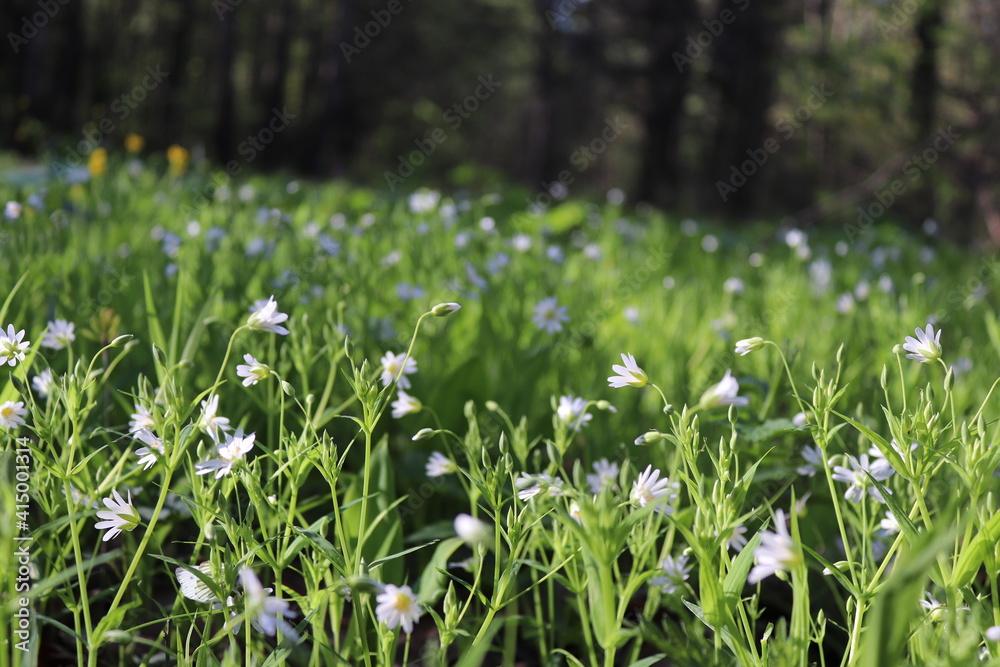 Obraz premium stellaria holostea