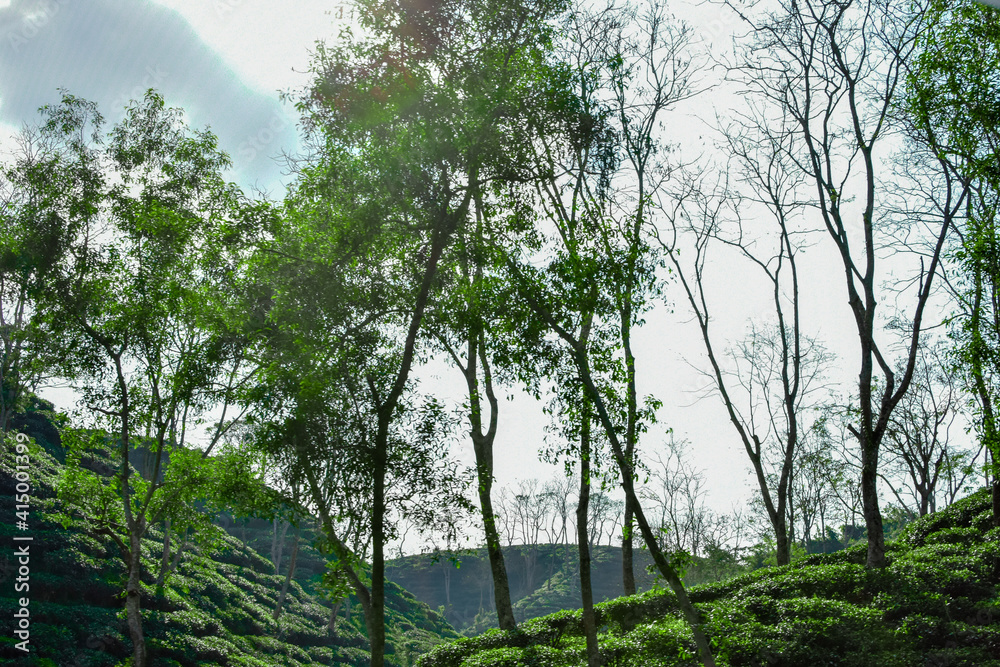 Fototapeta premium Tree And Tea green garden.